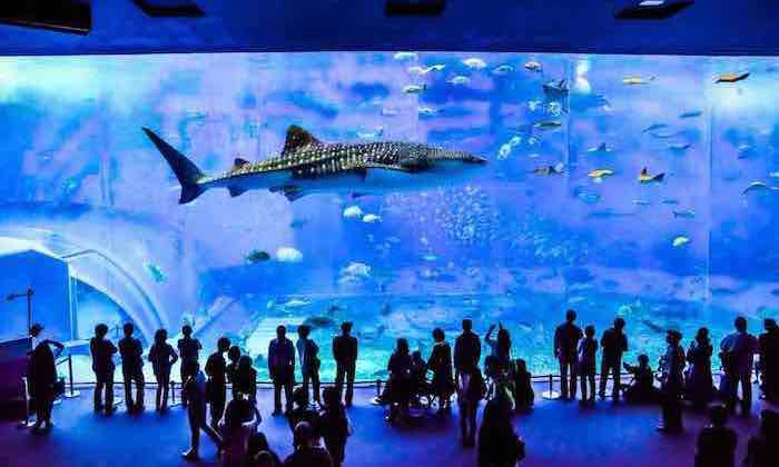 Northern Okinawa & Churaumi Aquarium Day Tour with Private Car and Driver